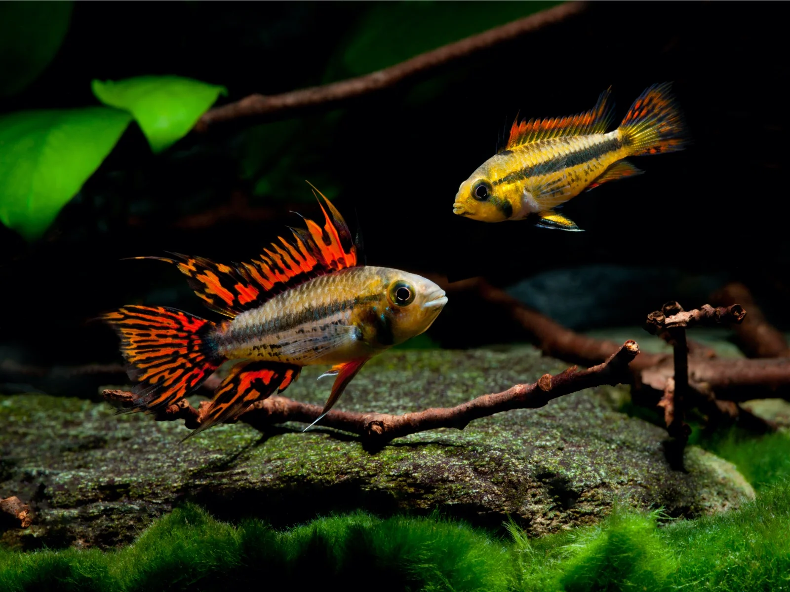 fish fishipedia home