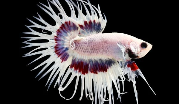 fishes picture