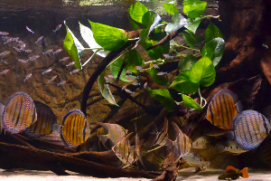 Aquarium Loricariidae