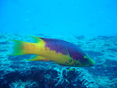 Bodianus rufus - Labre espagnol