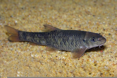 Poisson docteur Cyprinidae