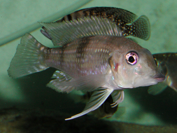 Gnathochromis permaxillaris - Gnathochromis permaxillaris