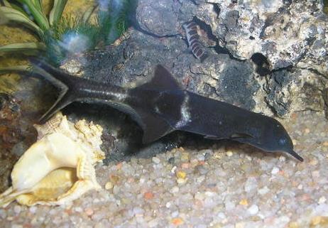 Poisson éléphant