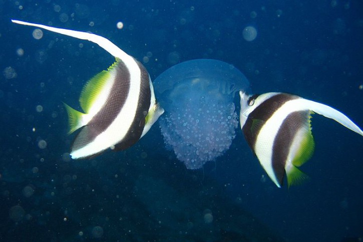 Heniochus acuminatus - poisson cocher commun