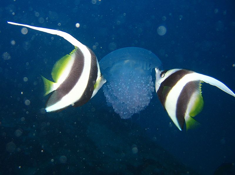 Poisson-cocher