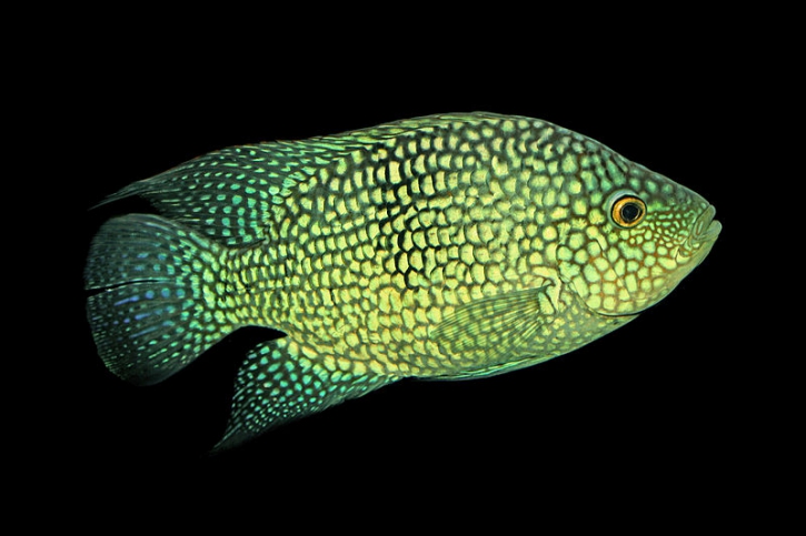Herichthys carpintis - cichlidé perlé