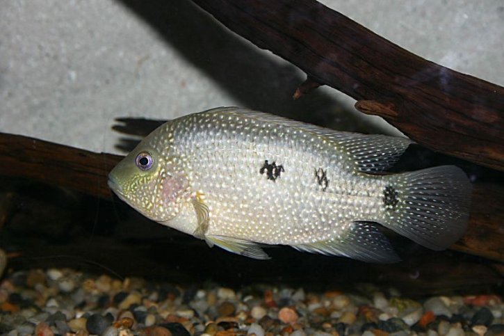 Herichthys cyanoguttatus - cichlidé du Texas