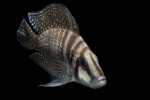 Altolamprologus calvus