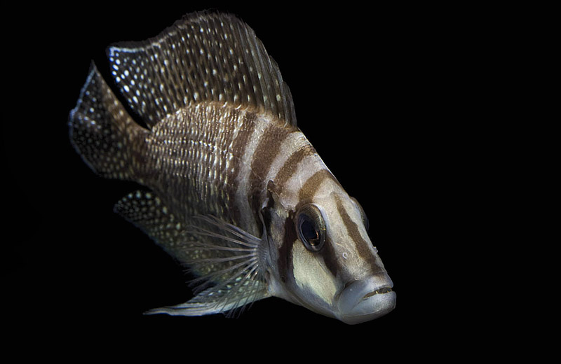 Altolamprologus calvus