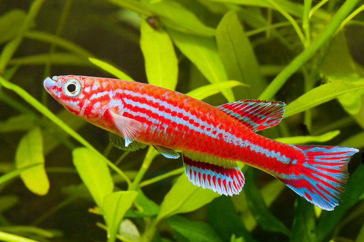 Aphyosemion ogoense - Aphyosemion ogoense