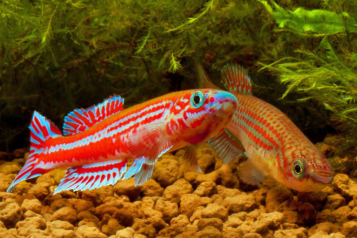 Aphyosemion ogoense - Aphyosemion ogoense