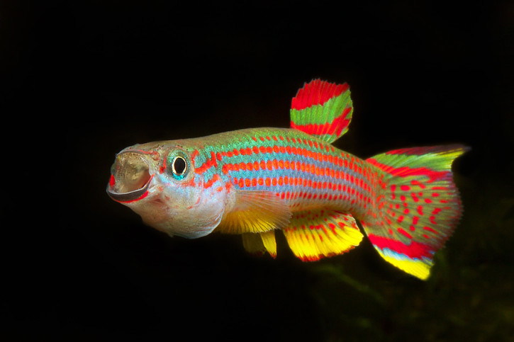 Aphyosemion striatum - poisson du paradis ou killi rayé