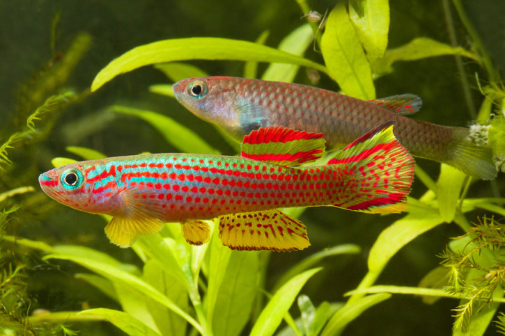 Aphyosemion striatum - poisson du paradis ou killi rayé