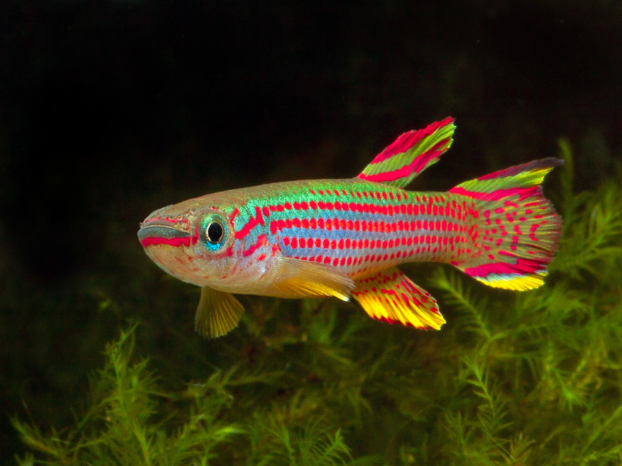 Aphyosemion striatum