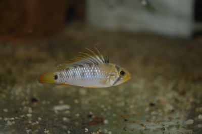 Apistogramma baenschi Cichlidae