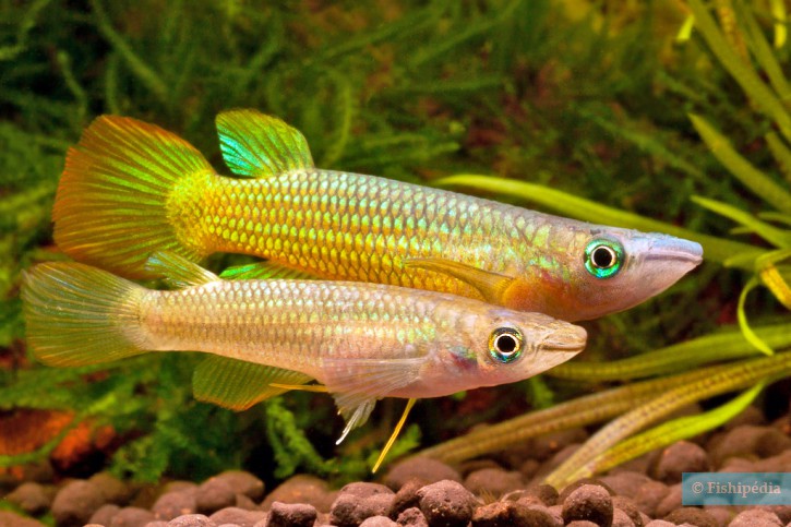 Aplocheilus lineatus - Panchax rayé