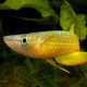 picture of Aplocheilus lineatus