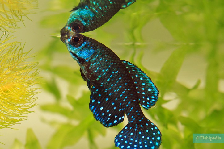 Austrolebias nigripinnis - cyno étoilé