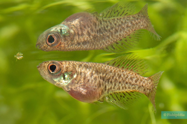 Austrolebias nigripinnis - cyno étoilé