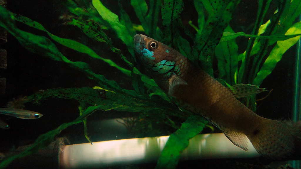 Betta gladiator
