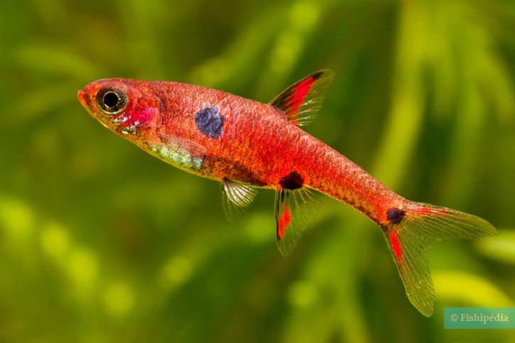 Boraras maculatus - rasbora nain