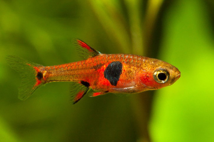 Boraras naevus