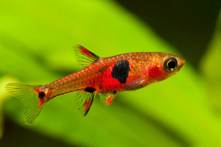 Boraras naevus