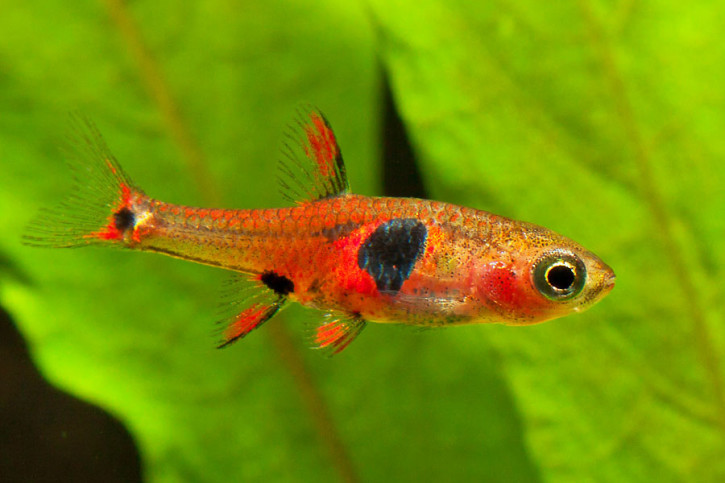 Boraras naevus