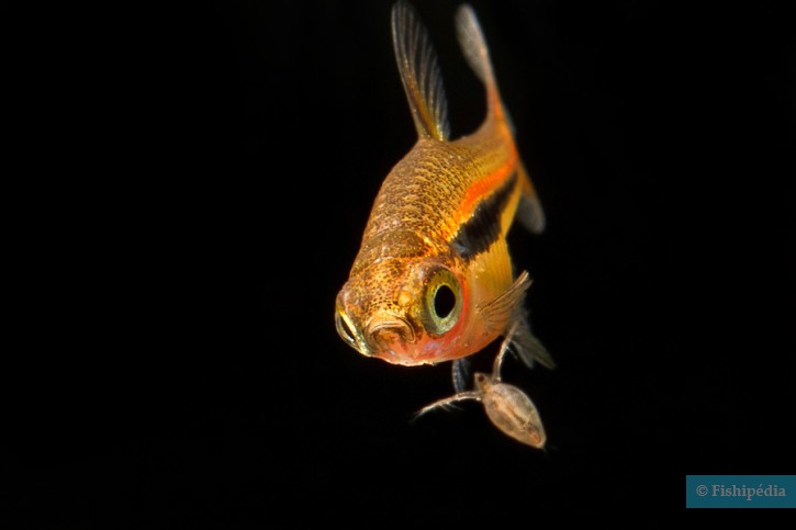 Boraras urophthalmoides