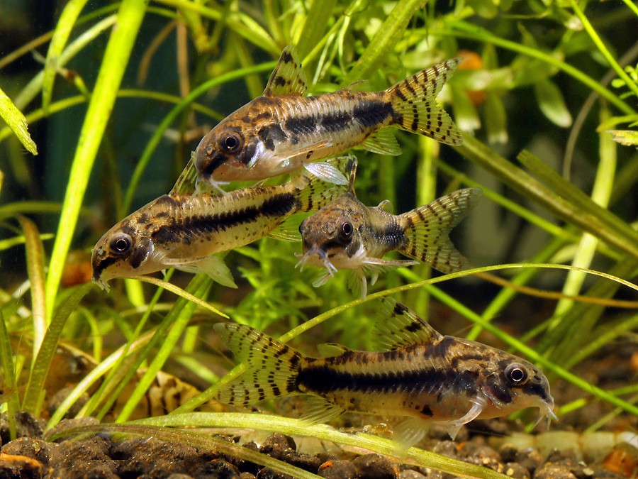 Corydoras habrosus