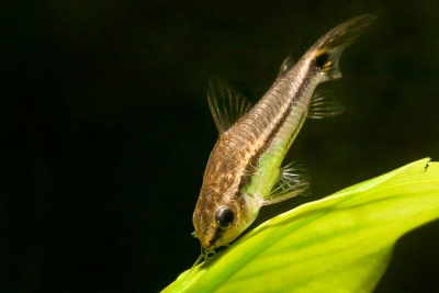 Corydoras nain Callichthyidae