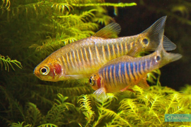 Celestichthys erythromicron - Danio émeraude