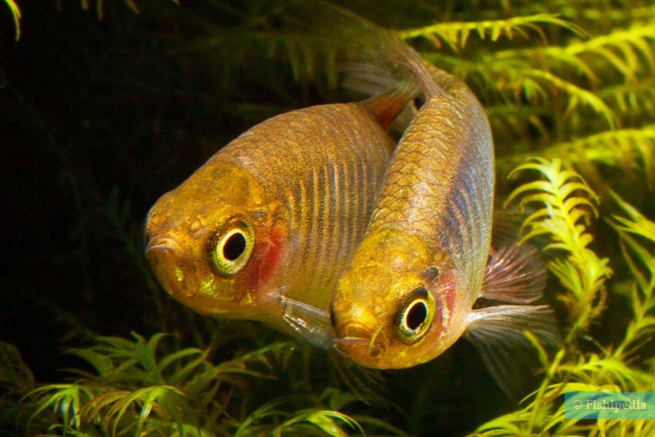 Celestichthys erythromicron - Danio émeraude