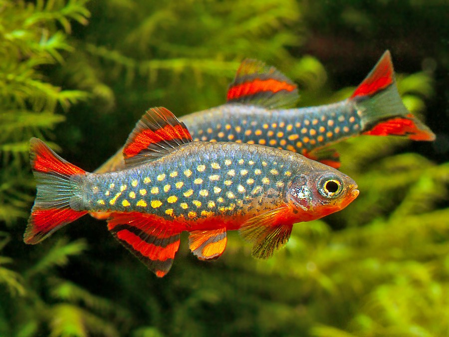 Danio margaritatus
