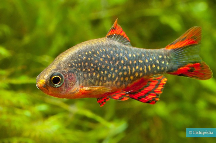 Danio margaritatus - microrasbora galaxy