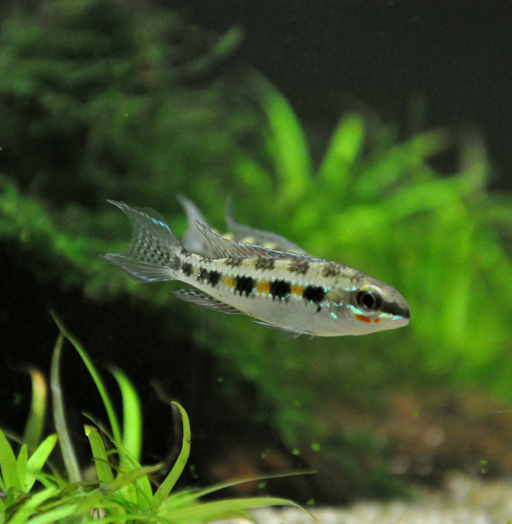 Dicrossus filamentosus