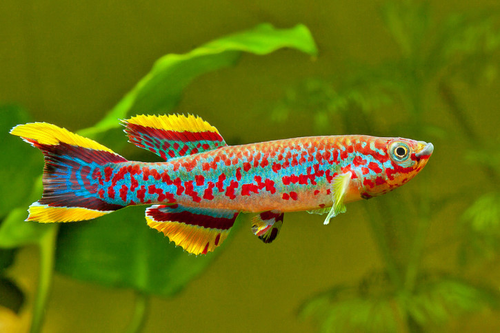 Fundulopanchax gardneri - Gardneri