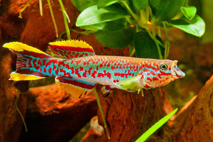 Fundulopanchax gardneri - Gardneri