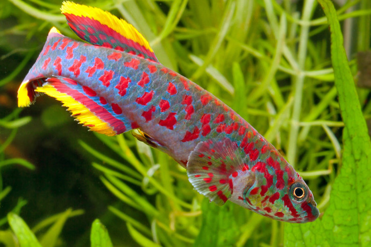 Fundulopanchax gardneri - Gardneri