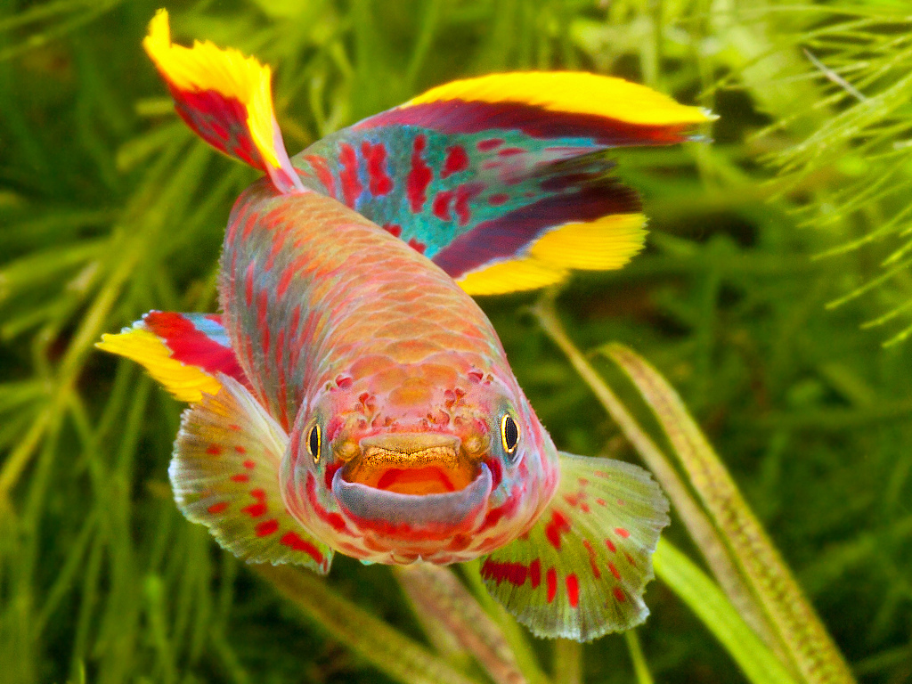 Fundulopanchax gardneri