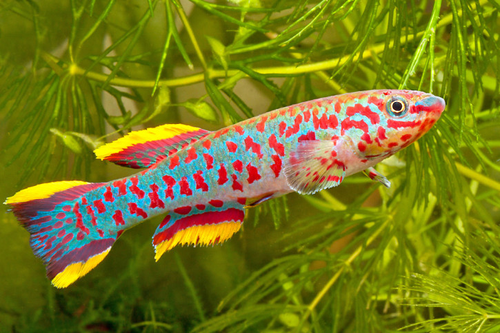 Fundulopanchax gardneri - Gardneri