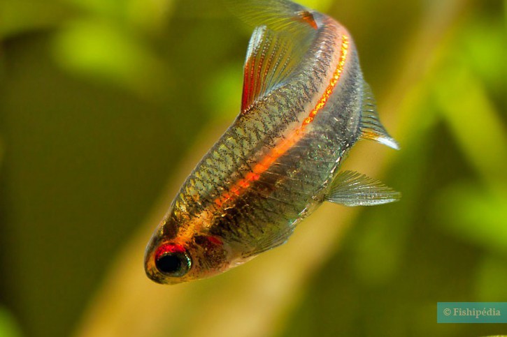 Hemigrammus erythrozonus - néon rose