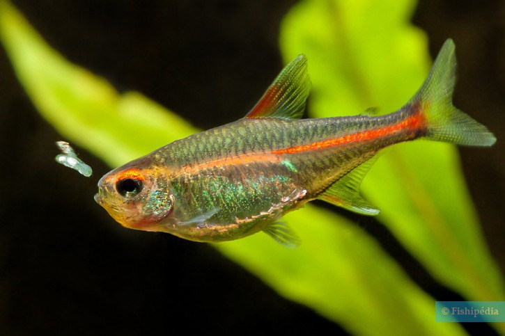 Hemigrammus erythrozonus - néon rose