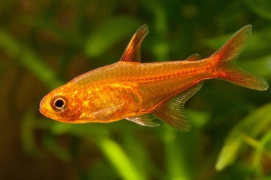 Hyphessobrycon amandae