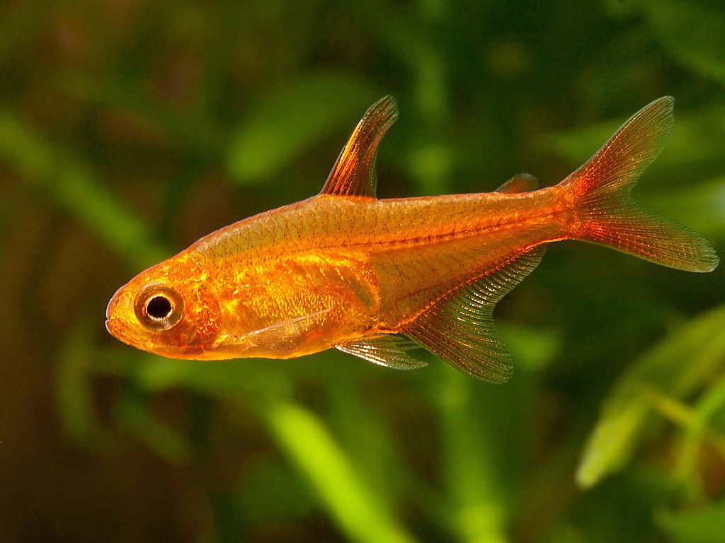 Hyphessobrycon amandae