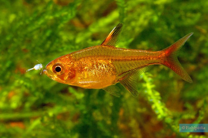 Hyphessobrycon amandae - tétra amande