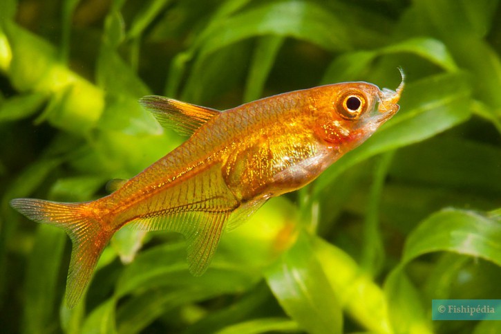 Hyphessobrycon amandae - tétra amande