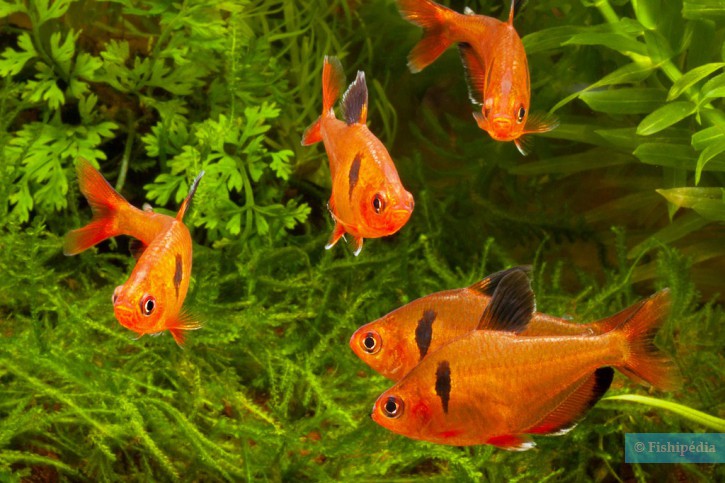 Hyphessobrycon eques - tétra joyau (serpae)