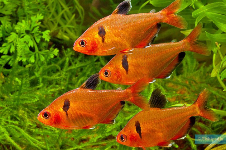 Hyphessobrycon eques - tétra joyau (serpae)