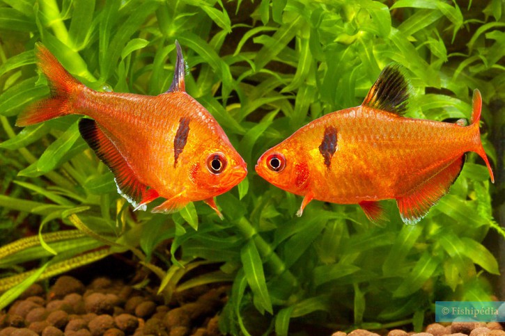 Hyphessobrycon eques - tétra joyau (serpae)